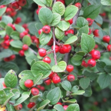 Haie fruitière champêtre  / Leaderplant